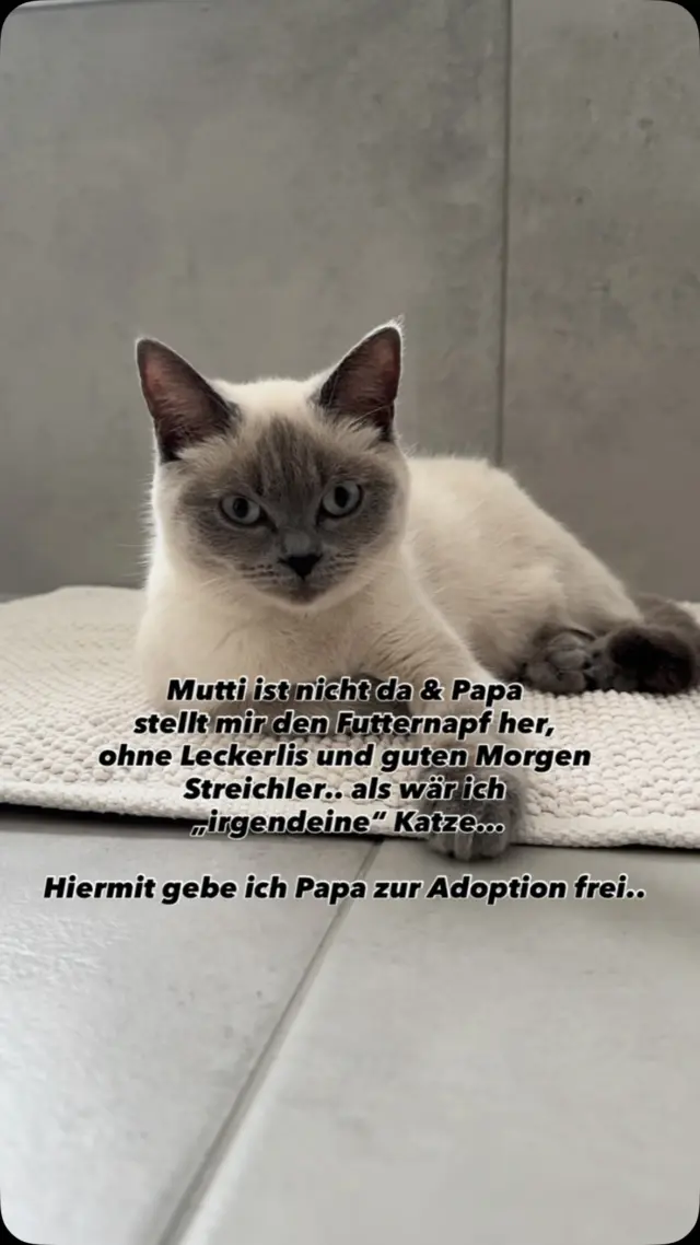 #britishshorthair #katzenliebhaber #comedy